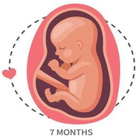 Month 7